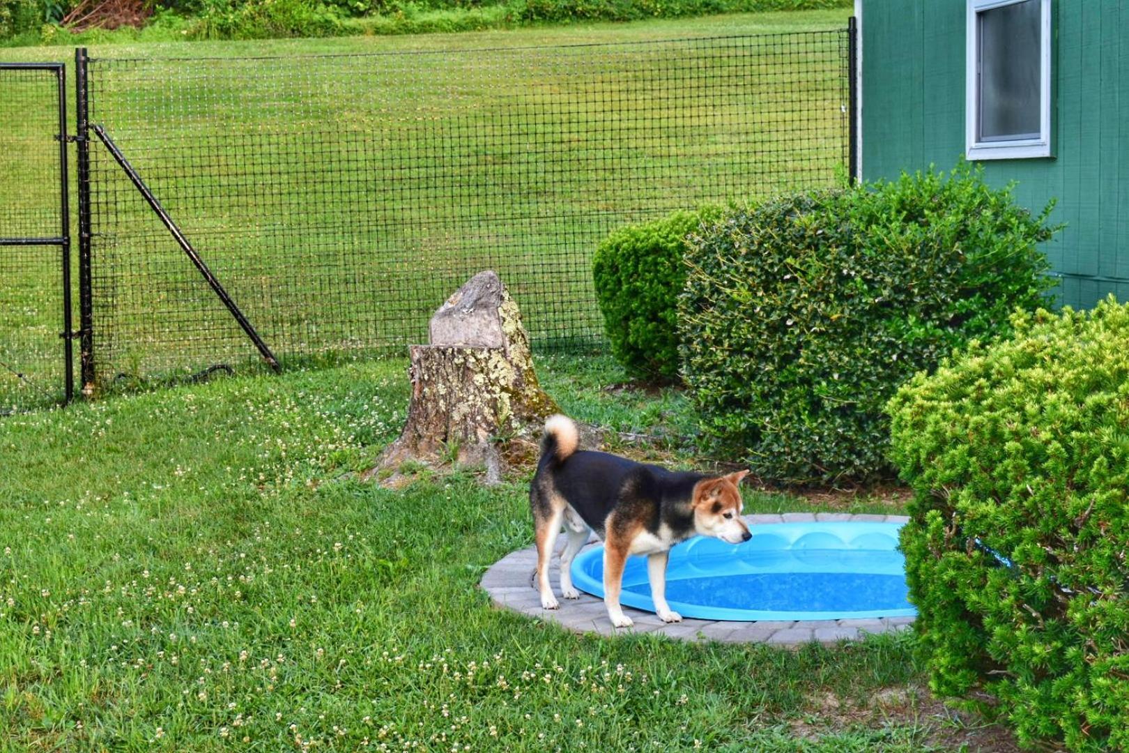 Fenced Yard Chalets From Good Dog Vacations At Big Valley Resort Sciota Bagian luar foto
